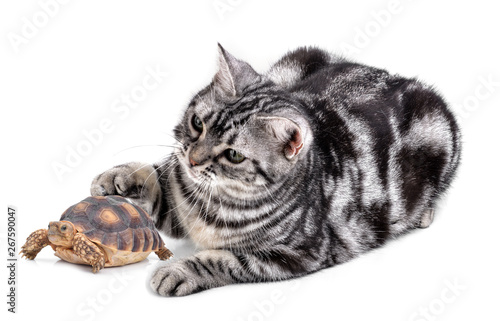 American Shorthair cat and Turtle on white