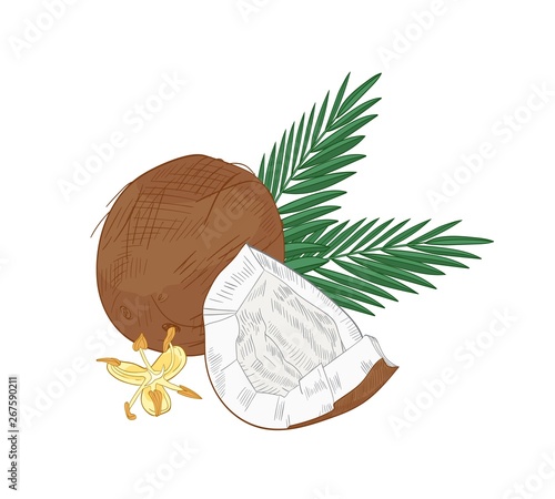 Elegant natural drawing of cracked coconut, palm branches and blooming flower...