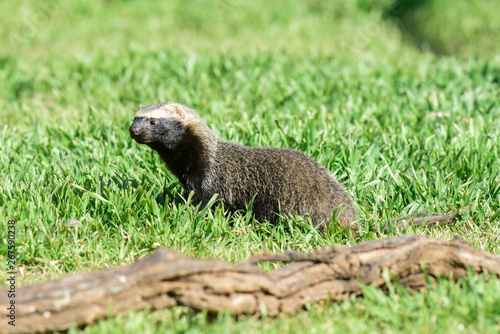 Little grison,mustelid that lives in South America