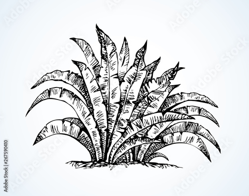 Tropical bush. Vector drawing