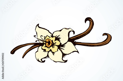 Vanilla. Vector drawing