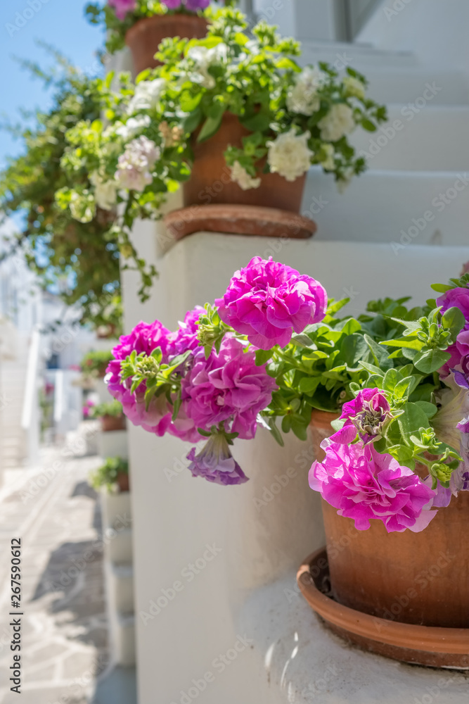 Flower pot on the staircase of the traditional white house on Paros island, Cyclades