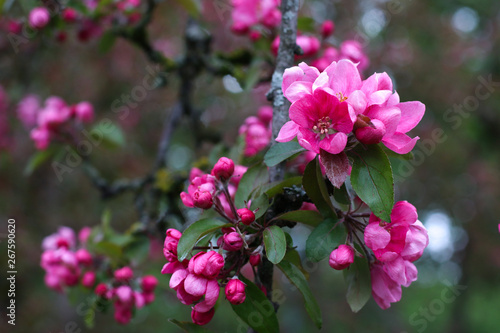 pink blooming flowers on branches in springtime