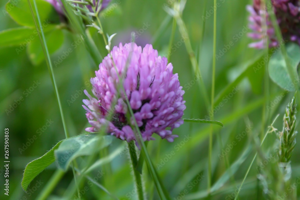 Fototapeta premium Closeup of Red Clover Flower Head, soft selective focus