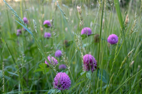 Meadow of Flowers  soft focus