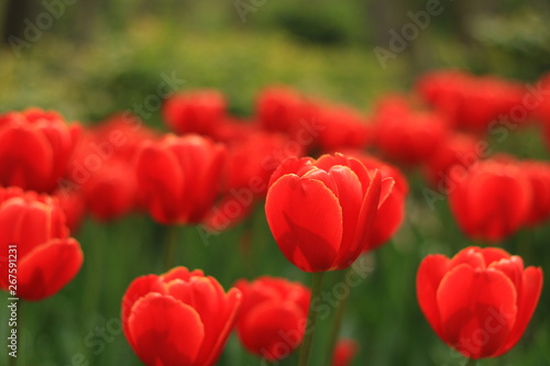 Rote Blumen vor dem Bild