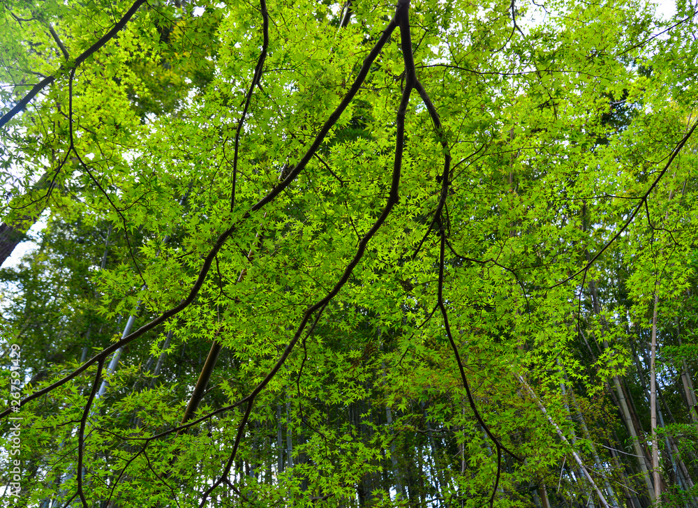 Young maple leaves in spring time Young maple leaves in spring time