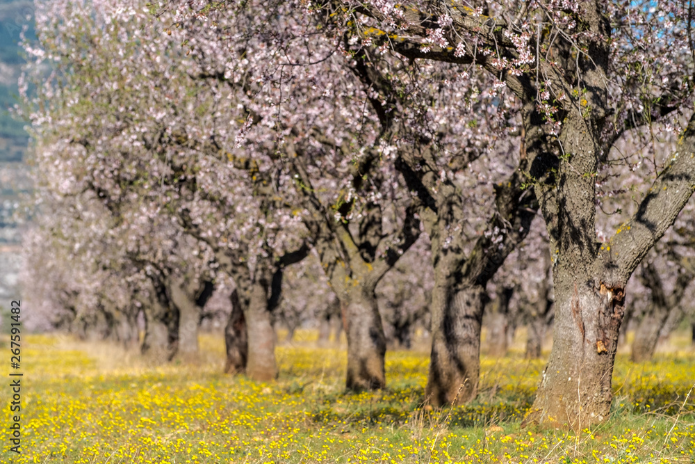 Almond tree fields. Loarre, Huesca, Aragon, Spain Almond tree fields. Loarre, Huesca, Aragon, Spain