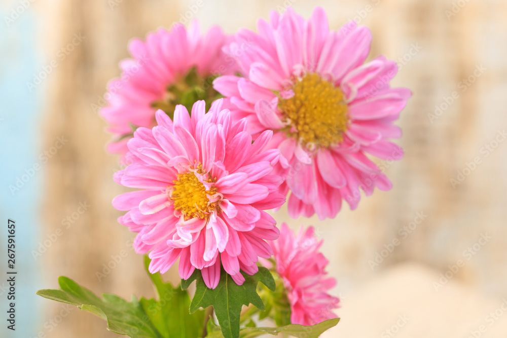 Fototapeta premium Beautiful blooming chrysanthemums