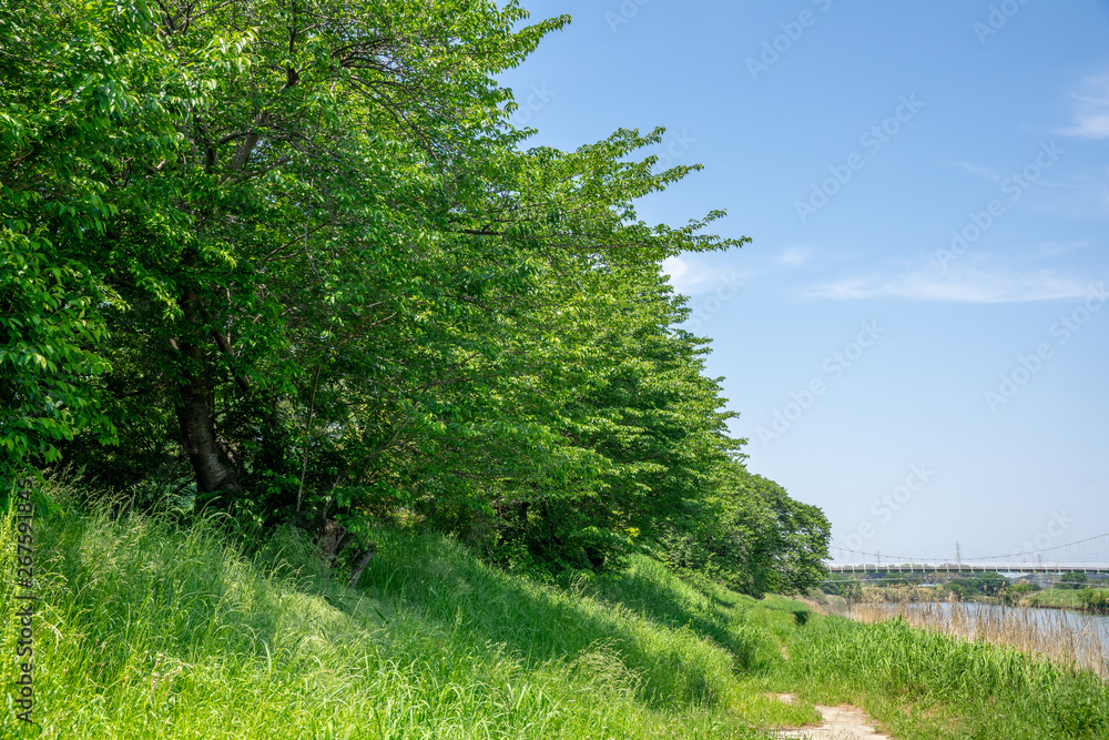 Obraz premium 木陰の散歩道