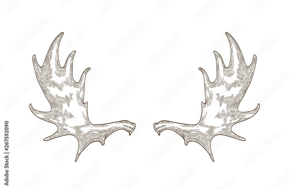 Elegant drawing of elk or moose antlers isolated on white background. Hand drawn decorative design element. Monochrome realistic vector illustration in vintage engraving style for logotype. Elegant drawing of elk or moose antlers isolated on white background. Hand drawn decorative design element. Monochrome realistic vector illustration in vintage engraving style for logotype.