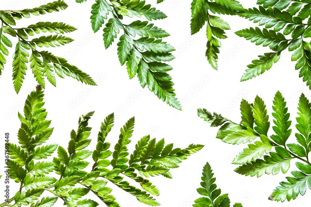 Tropical fern leaves isolated on white background, floral summer pattern, trend Tropical fern leaves isolated on white background, floral summer pattern, trend