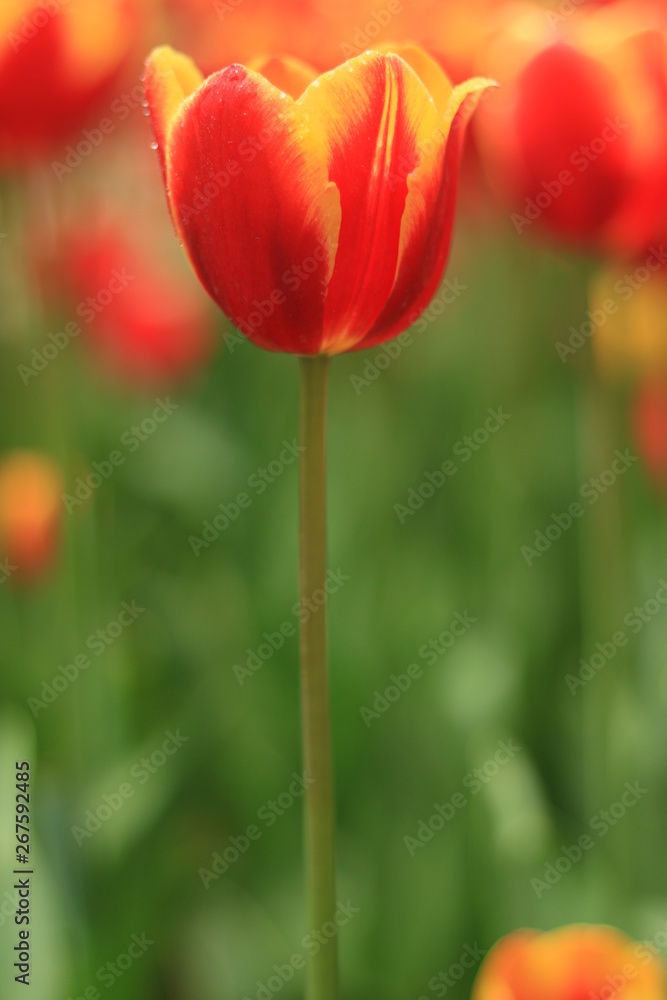 eine Tulpe eine Tulpe