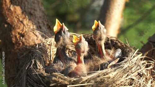 Newly hatched chicks lying in a nest are hungry and asking for food with their beaks open. Slow motion.