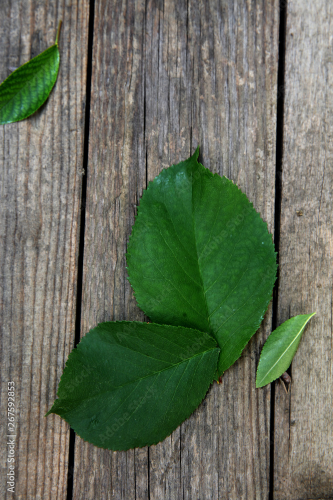 Green leaves on the old wooden background Green leaves on the old wooden background