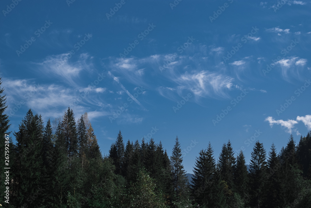 The beautiful scenic forests on sky background in Carpathian Mountains, Ukraine The beautiful scenic forests on sky background in Carpathian Mountains, Ukraine