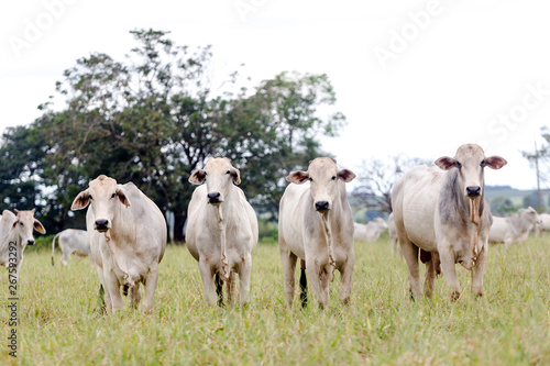 Nelore in the pasture of a farm in Brazil. Livestock concept. Cattle for fattening