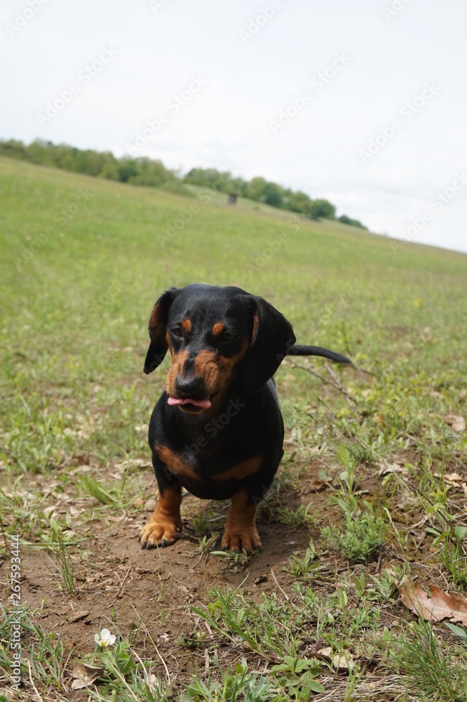 dog on the grass