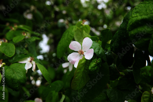 Branch of a blossoming quince of oblong (Cydonia oblonga)  afrer rain photo