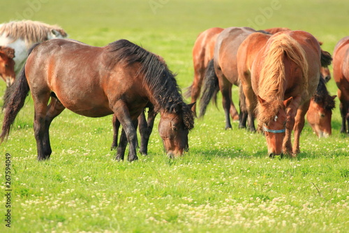 Horses on green meadow in pasture