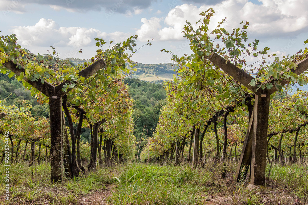 vineyard in the serra gaúcha 