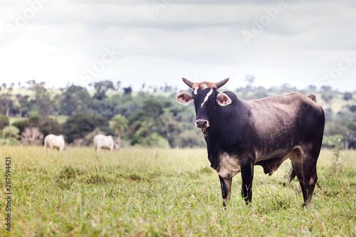 Fototapeta Naklejka Na Ścianę i Meble -  Cattle in farm of Brazil. Cattle breeding (cattle breeding) is part of the country's economy