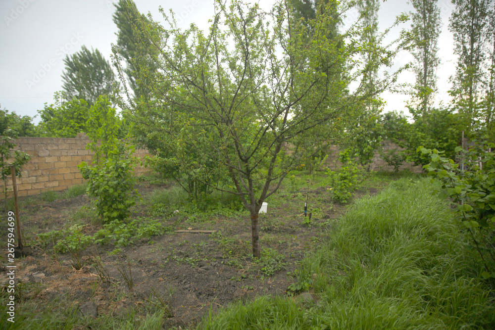 Fototapeta premium Hazelnut area and fruit trees in the garden