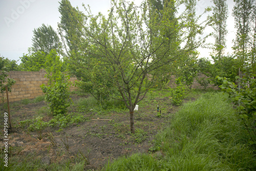 Hazelnut area and fruit trees in the garden photo