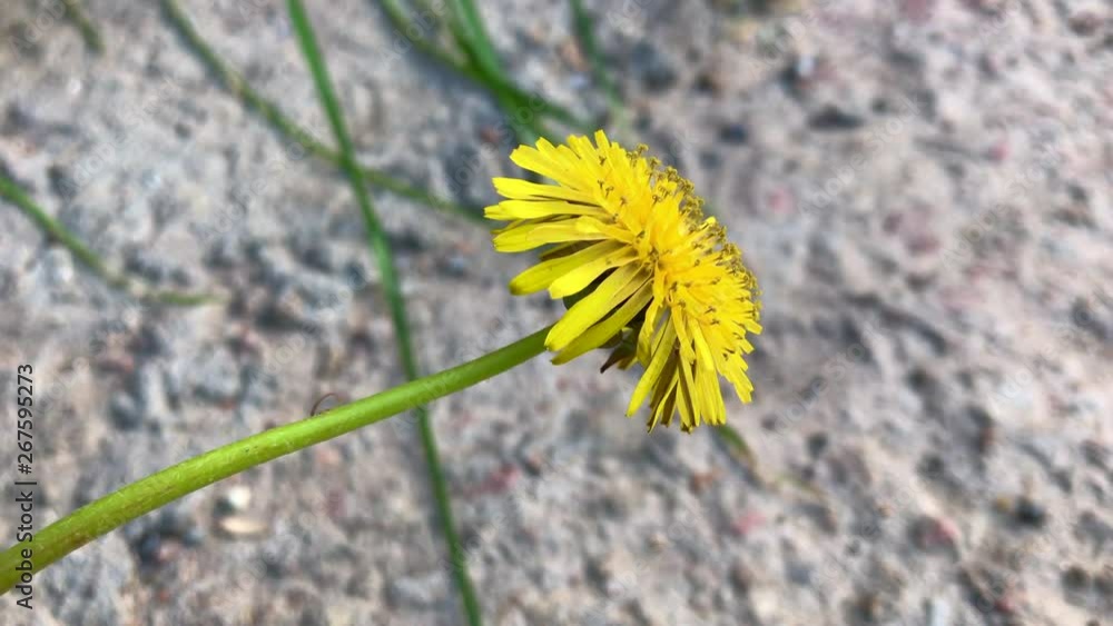 Yellow dandelion flower on a background of gray urban asphalt closeup. Nature in an urbanized city. Landscaping urban agglomeration.