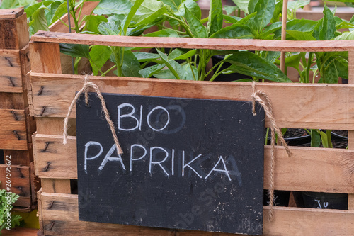 Bio Paprikapflanzen auf einem Gemüsepflanzenmarkt