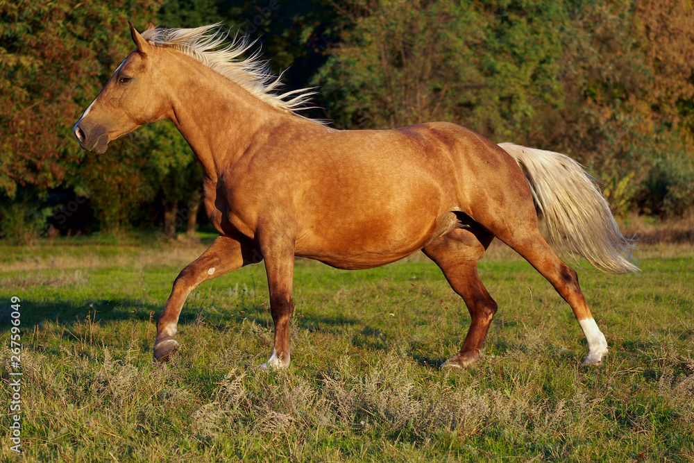 The  palomino mare  gallops on a wood edge in evening light
