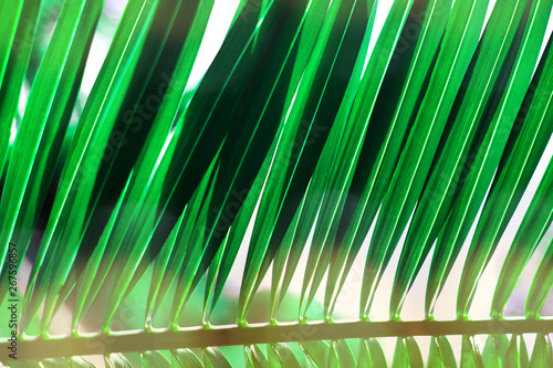 Sunlight over fresh green palm leaves outdoors.