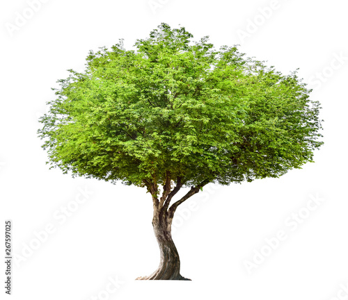The green sacred tree is completely separated from the white background. Scientific name Tamarindus indica L.