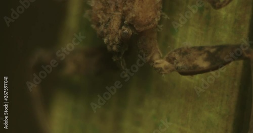 super close up head and eyes water scorpion under water photo