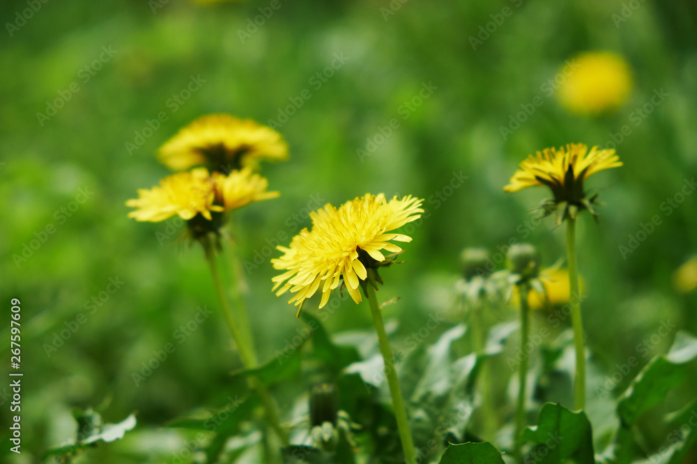 spring garden bed of yellow dandelions green plants and grass spring garden bed of yellow dandelions green plants and grass