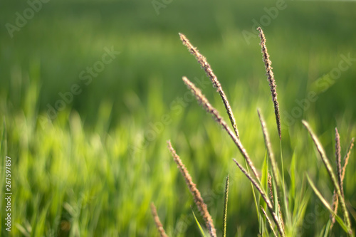 Green grass. Ears of wild raw greens shot macro with blurred background. The concept of youth, peace and confidence