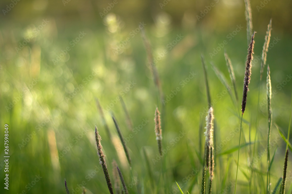 Green grass. Ears of wild raw greens shot macro with blurred background. The concept of youth, peace and confidence Green grass. Ears of wild raw greens shot macro with blurred background. The concept of youth, peace and confidence