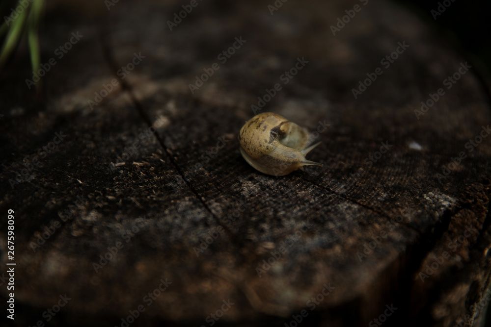 Snail crawling in the garden on the stump after rain