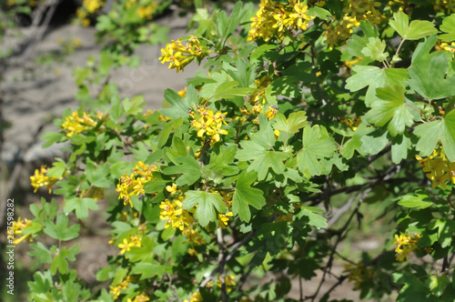 Yellow flowers of black currant