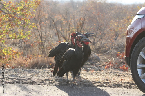 Ground hornbill photo