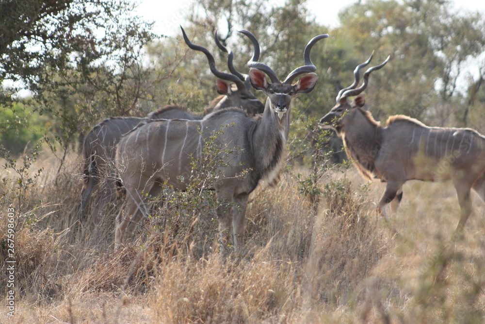 Fototapeta premium Herd of Kudu