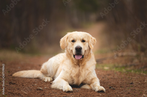 Cute and happy dog breed golden retriever lying outdoors in the forest at sunset