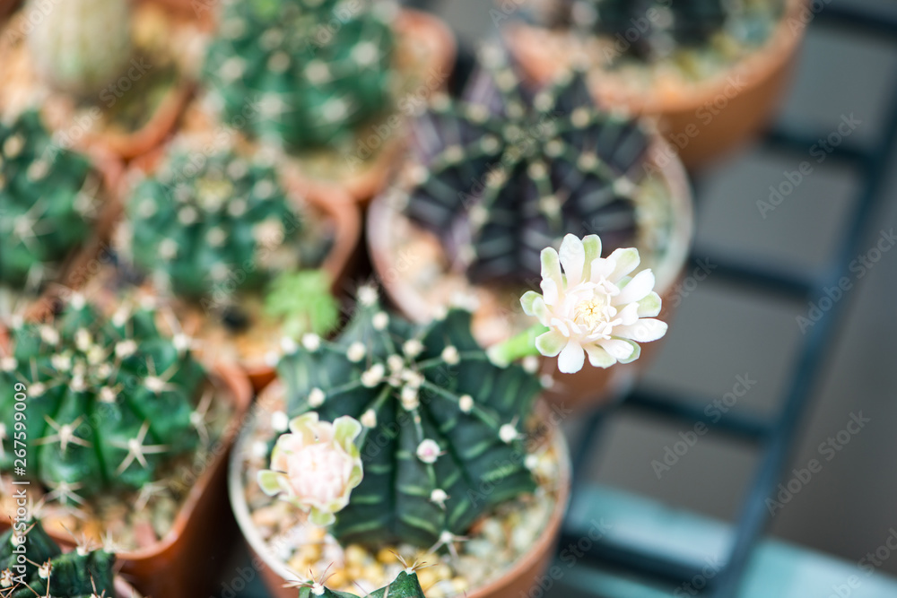 Gymnocalycium cactus flower
