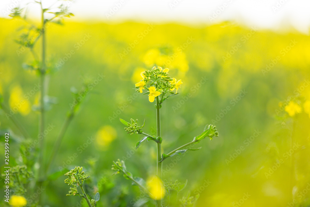 Fototapeta premium Selective focus of rapeseed plant