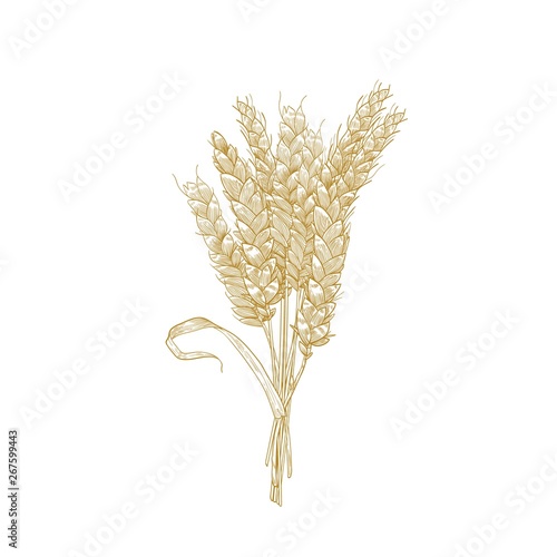 Elegant natural detailed drawing of bunch of wheat ears. Cultivated cereal plant, grain or crop isolated on white background. Decorative design element. Realistic vector illustration in vintage style.