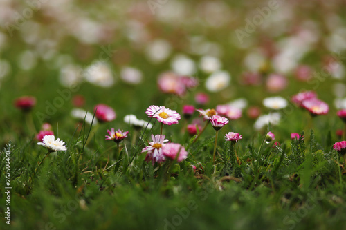 Fototapeta Naklejka Na Ścianę i Meble -  beautiful daisy flowers on the meadow,close up