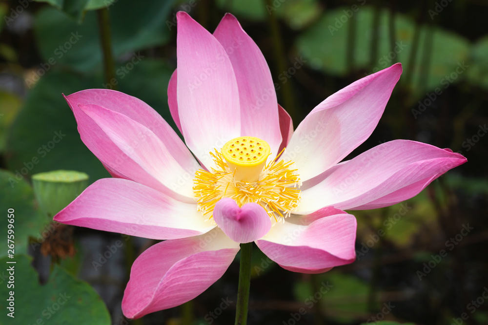 Open pink waterlily flower. Lotus