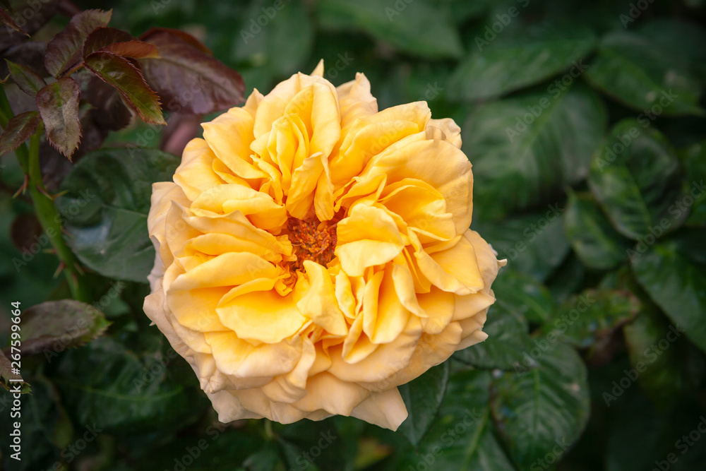 Yellow rose flower over dark garden Yellow rose flower over dark garden