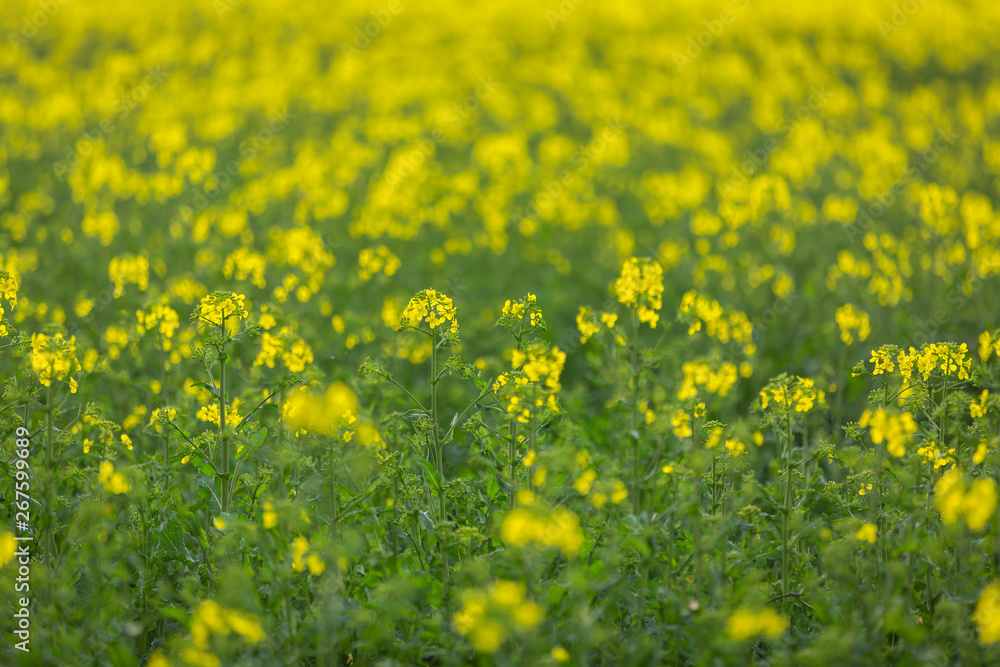 Obraz premium Selective focus of rapeseed plant