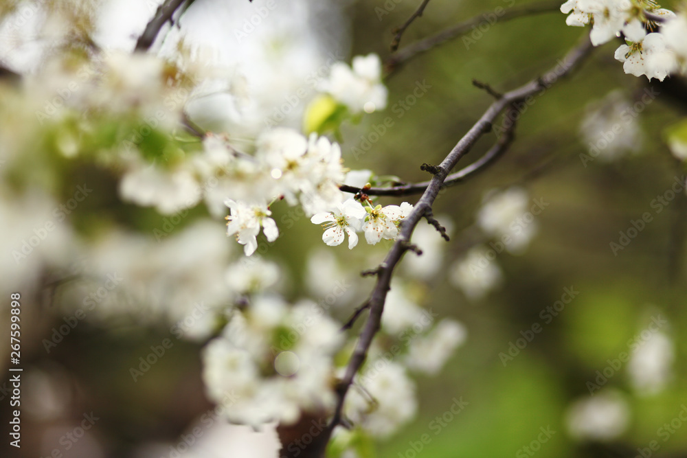 blooming branch,romantic spring background blooming branch,romantic spring background